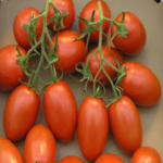 Plum Roma Tomatoes 1LB