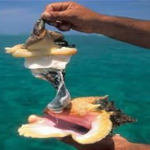 Conch 1LB