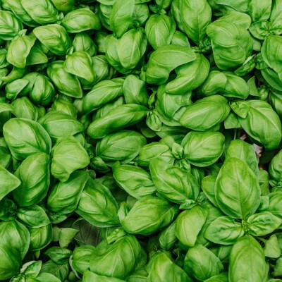 Fresh Basil (1/4 lb)